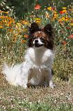 EPAGNEUL PAPILLON 094